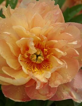 Paeonia itoh 'Singing in the Rain'