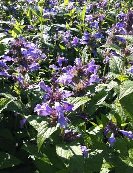 Nepeta subsessilis