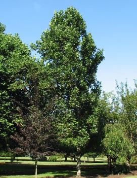 Liriodendron tulipifera 'Fastigiata'