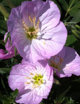 Oenothera berlandieri 'Siskiyou'