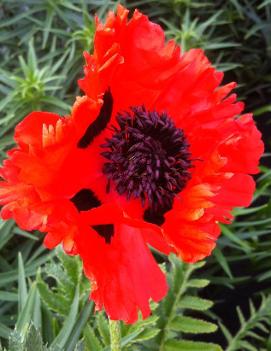 Papaver orientale 'Turkenlouis'