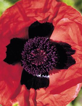 Papaver orientale 'Brilliant'