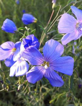 Linum perenne