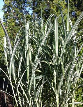 Miscanthus sinensis var. condensatus 'Cabaret'