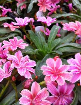 Lewisia longipetala 'Little Plum'