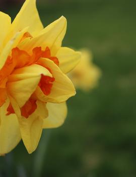 Narcissus 'Tahiti'