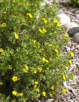 Potentilla fruticosa 'Jackman'