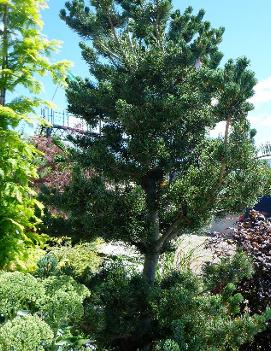 Pinus parviflora 'Glauca'