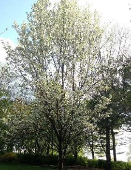 Pyrus calleryana Chanticleer® ('Glen's Form')