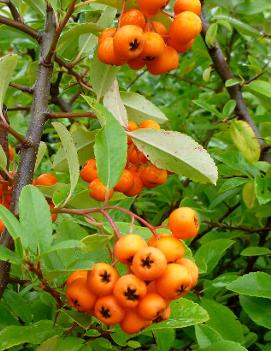 Pyracantha angustifolia Yukon Belle® ('Monon')