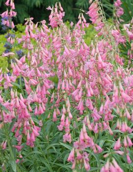 Penstemon barbatus 'Elfin Pink'