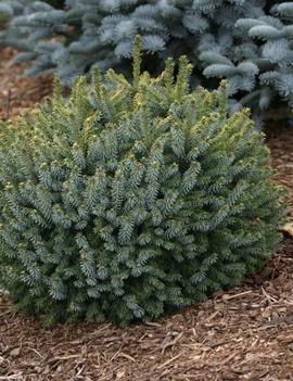 Picea omorika 'Peve Tijn'