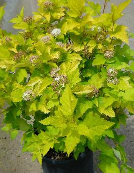 Physocarpus opulifolius 'Luteus'