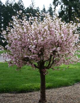 Prunus incisa Little Twist® ('CarltonLT')