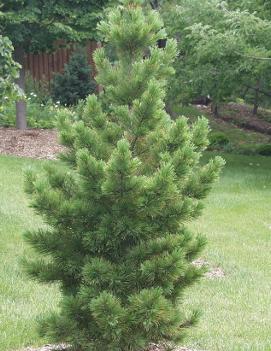 Pinus cembra 'Glauca'