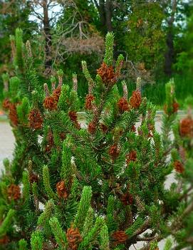 Pinus contorta 'Spaan's Dwarf'