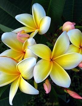 Plumeria