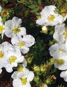 Potentilla fruticosa 'Bella Bianca' (PPAF, CPBRAF)