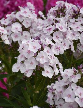 Phlox paniculata 'Party Girl' (PP32324)