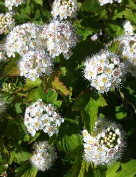 Physocarpus opulifolius