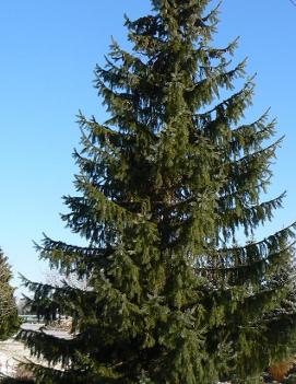 Picea omorika