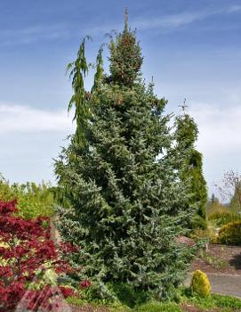 Picea omorika 'Bruns'