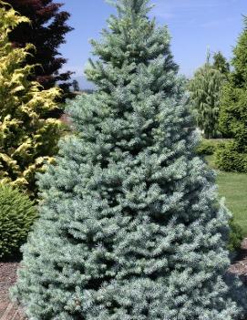 Picea pungens 'Sester Dwarf'