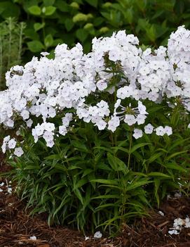 Phlox paniculata x 'Fashionably Early Crystal' (PP28679)