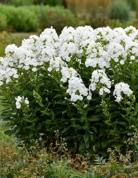 Phlox paniculata 'Backlight' (USPP 34,506, Can PBRAF)