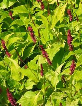 Persicaria amplexicaulis 'Golden Arrow'