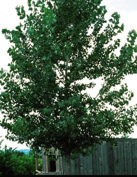 Populus tremuloides