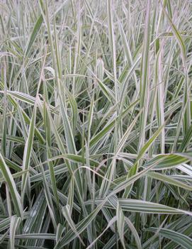 Phalaris arundinacea 'Dwarf Garters'