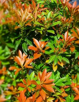 Pieris japonica 'Prelude'