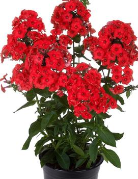 Phlox paniculata 'Red Flame' (PPAF)