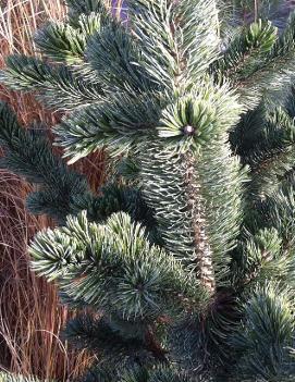 Pinus aristata