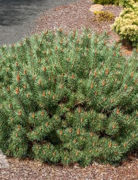 Pinus sylvestris 'Beuvronensis'