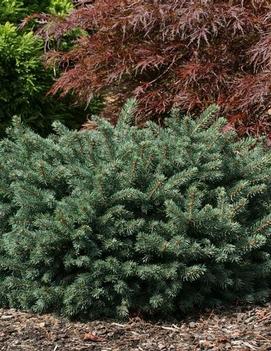 Picea pungens 'Waldbrunn'