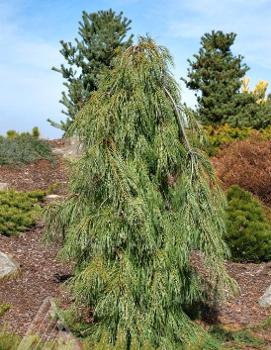 Pinus strobus 'Angel Falls'