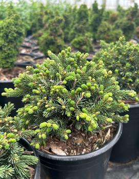 Picea glauca 'Echiniformis'