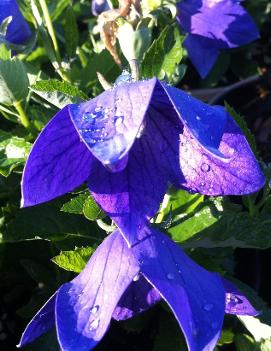 Platycodon grandiflorus 'Sentimental Blue'