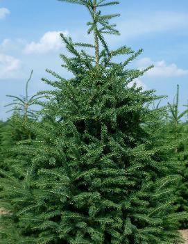 Picea glauca 'Densata'