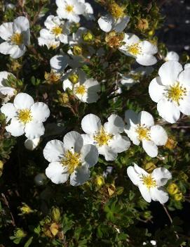 Potentilla fruticosa 'Abbotswood'