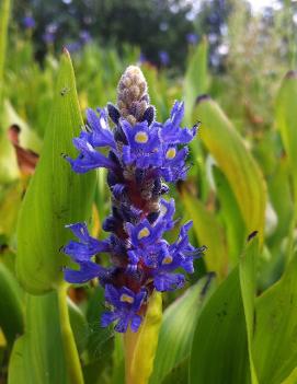 Pontederia cordata