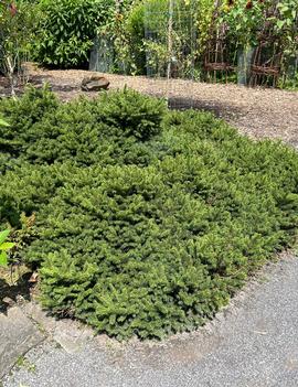 Picea abies 'Pumila Nigra'