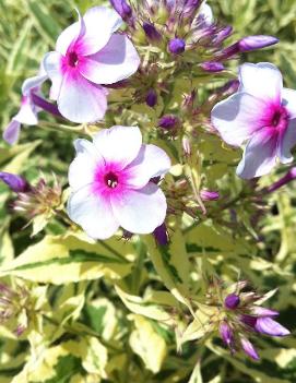 Phlox paniculata 'Nora Leigh'