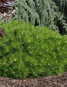 Pinus densiflora 'Low Glow'