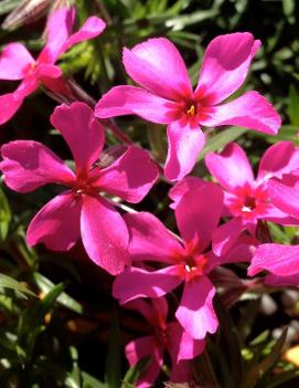 Phlox subulata 'Scarlet Flame'