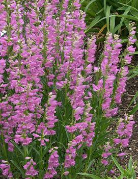 Penstemon barbatus 'Prairie Dusk'