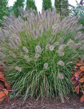 Pennisetum alopecuroides 'Desert Plains' (PP20751)