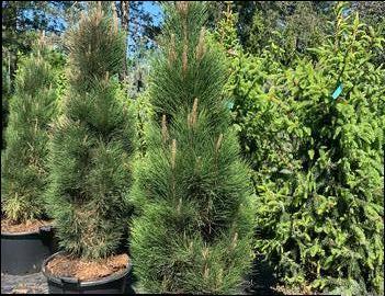 Pinus nigra 'Green Tower'